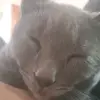 🩶Leon🩶 - @lala..leon - TikTok