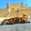 LeonLala - @l3on_lala - TikTok
