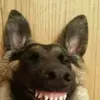 Leon - @leonlancaster2 - TikTok