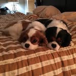 lara&leon - @leon.lara_dogs - Instagram