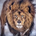 Leon Loo - @loo_leon - Instagram