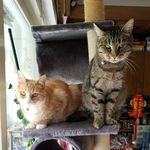 🐱 ₗₑₒₙ & ₗₒₜₜₐ 🐱 - @leon.lotta - Instagram