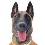 LEÓN - @leon_malinois - Instagram