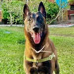 Leon Pastor Belga Malinois - @leonmalinois - Instagram