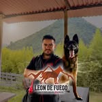 Malinois Leon De Fuego - @malinois_leon_de_fuego - Instagram