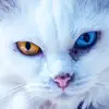 leoni - @leonineubauer - TikTok
