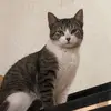 Leon Nunez - @elchatos1080 - TikTok