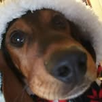 Leon Murphy Olson - @leonthebeaner - Instagram
