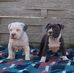 Leon Pate II - Facebook