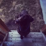 Leon || Lil Bear - @leon_thepointer - Instagram
