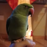 Leon💚 - @leon_ringneck - Instagram
