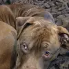 cocoa - @leonroper09 - TikTok