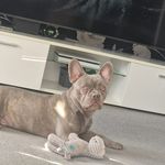 Leon Saunders - @leonsaunders35 - Instagram