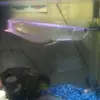 leonshao - @leonshao - TikTok