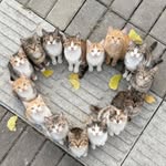 @leonshaon - Instagram