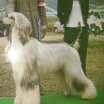 shao - @jill_sherry_pri_leon_shao_ - Instagram