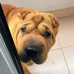 León - @leonsharpei - Instagram