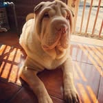 Leon Sharpei - @leon.sharpei - Instagram