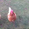 leonsharp04 - @leonsharp04 - TikTok