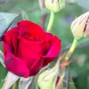@Leonsillo - @theaukbk84u - TikTok