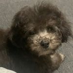 レオン - @leon_silver.poodle - Instagram