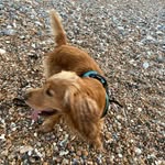 Leon - @leonstringer1 - Instagram