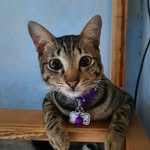 Leon🐈‍⬛ - @leontabbycat - Instagram