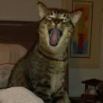 Sir Leon the Gallant - @leon_tabbypaws - Instagram