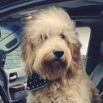 🐾 leon + tripp barrett 🐾 - @leonbluebarrett - Instagram
