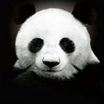 Leon.Trippel - @leon.trippel - Instagram