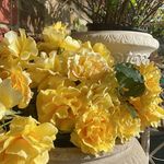 Leontynes Province - @leontynes_province - Instagram