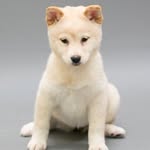 Petland Leon Valley - @petlandleon - Instagram