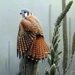 Leon Walls - @saltcreek77 - Instagram