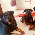 Leon Waters - @magic_dog_behaviour_training - Instagram