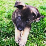 Leon Littlebear Weeks-Heybrock - @leon_littlebear - Instagram