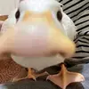 duck - @leonwenzel926 - TikTok