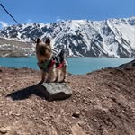Leon 🐶 - @leon.yorkshirebebe - Instagram