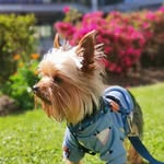 Leon🐾🦁🐽 - @leon_yorki - Instagram