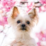 Leon - @leon_yorkie_ - Instagram