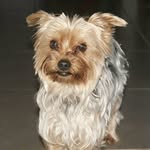 Leon - @leon_yorkshire_terrier - Instagram