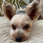 レオン　Leon - @leon_yorky11 - Instagram