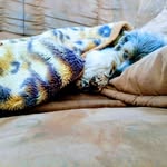 🐶🐕🐩🐺🐕 - @york__leon - Instagram