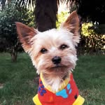 Yorkshire Terrier 🐾🌟 - @leonyorkshi - Instagram