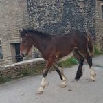 Hurstgreen's Gorgeous George - @leonabarnes_george - Instagram