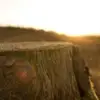 leona.beana96 - @leona.beana96 - TikTok