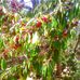 Leona Valley Cherry Farm - Facebook