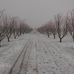 Leona Valley Organic Cherry Farm - Facebook