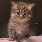 Leona , oreo, casper, coffee - @billi_aka_leona - Instagram