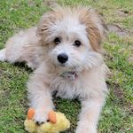 Leona Fox - @sandythewonderpup - Instagram