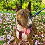 Leona Herrera Moreira 🐶 - @_leona_bull_ - Instagram